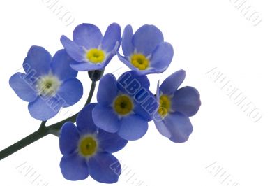 Forget me nots