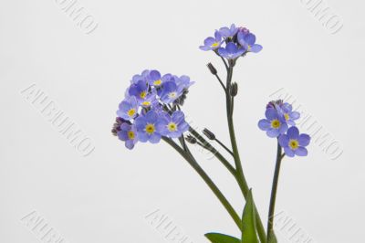 Forget me nots
