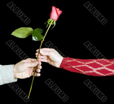 The gift of roses