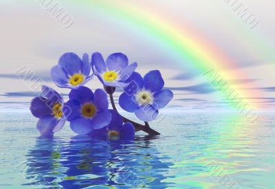 Forget me not