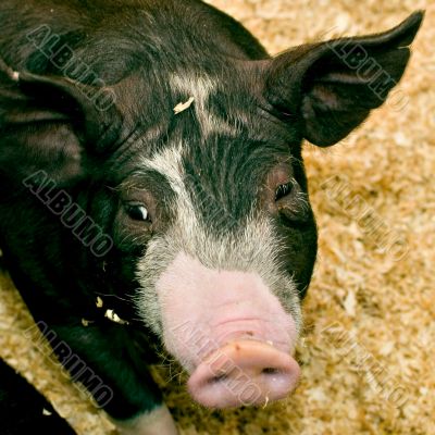 Got Bacon?