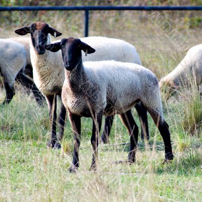 two sheep