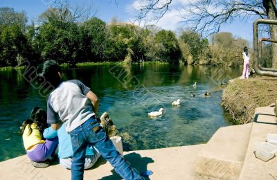 Watching the Ducks