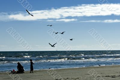 Feeding the seagulls