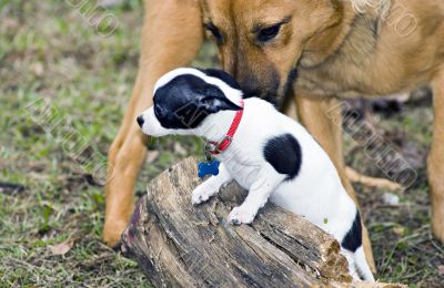 Bullies