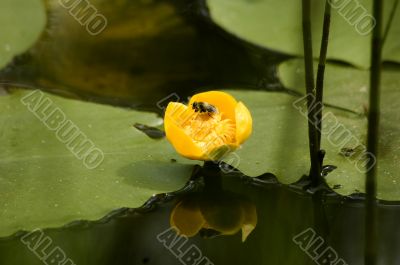 Water lily and a bee