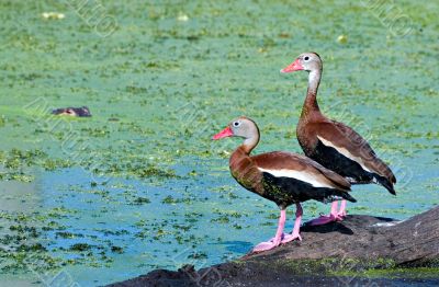 Duck for Lunch?