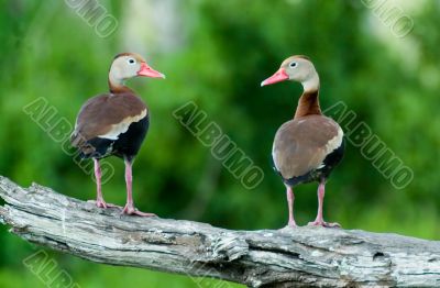 Ducks on branch