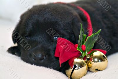 Puppy Christmas present