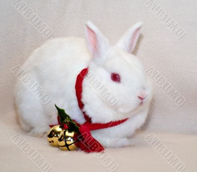 Rabbit Christmas