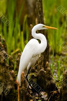 Snowy Egret and Cypress Knees