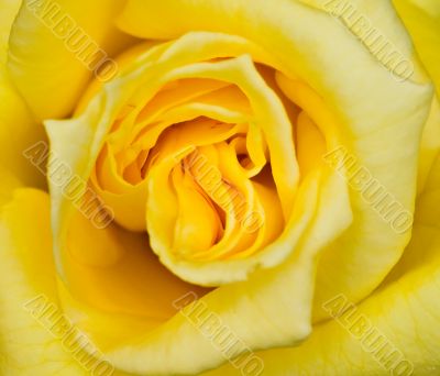 Yellow rose