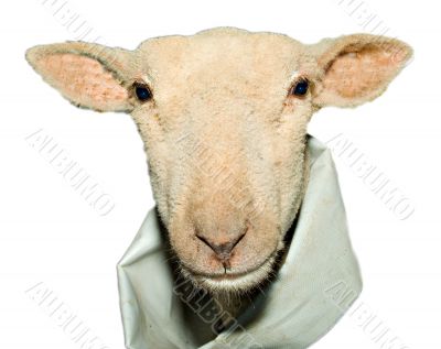 Lamb