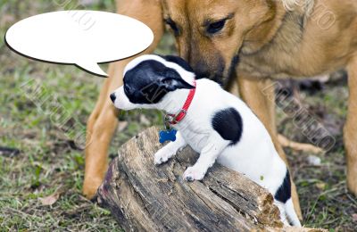 Talking dog