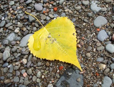 Yellow Leaf on the Beach