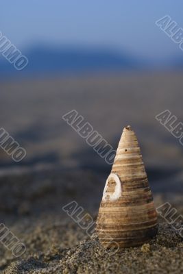 Shell in the beach