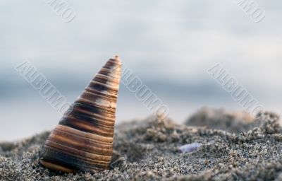 Shell in the beach