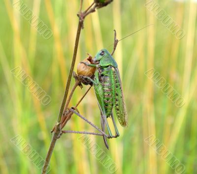  Supper of a locust