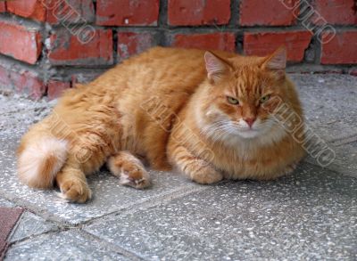 old cat