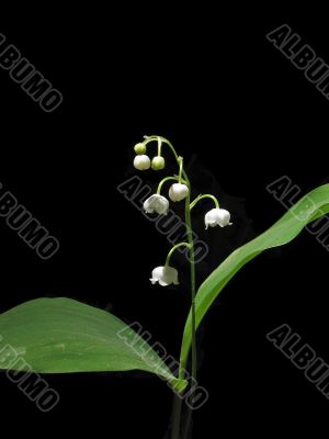 Spring flower