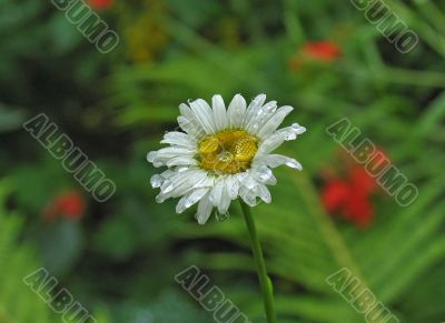 Camomile
