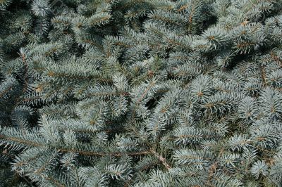 Fir texture (a)