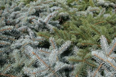 Fir texture (b)