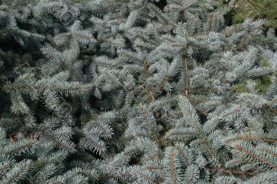 Fir texture (c)