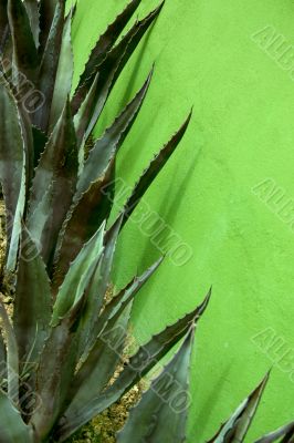 Agave green