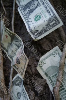 money on trees