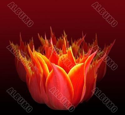 Tulip fire