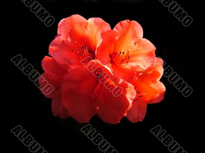 Rhododendron