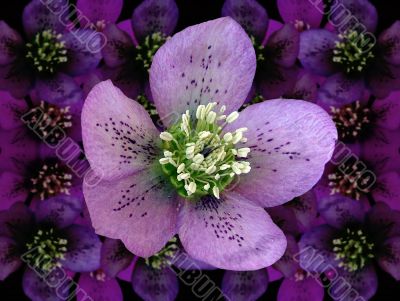Hellebore