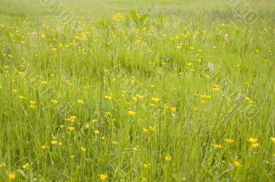 Meadow