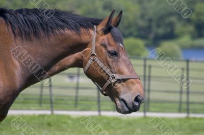 Horse