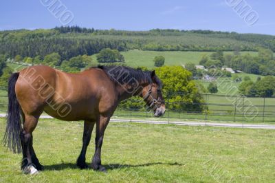Horse