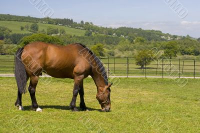 Horse