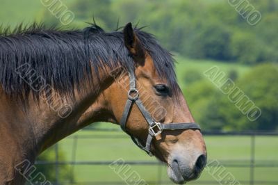 Horse
