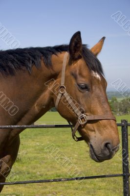 Horse