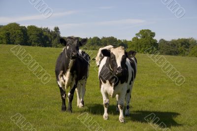 Cows