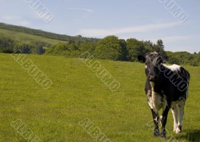 Cow