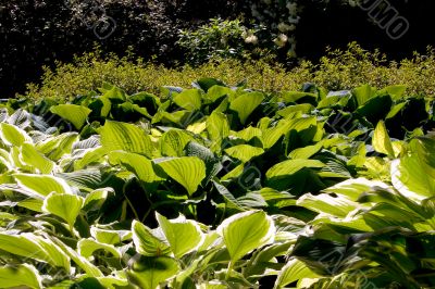 Hosta