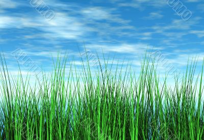 Grass and sky