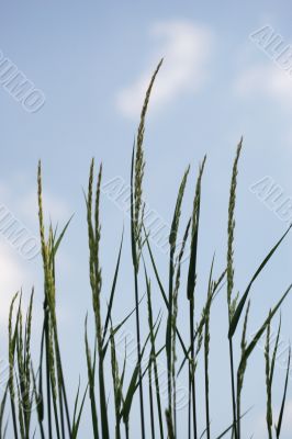 Grass and sky