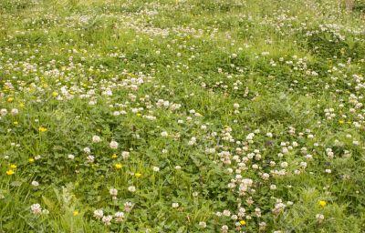Wildflowers