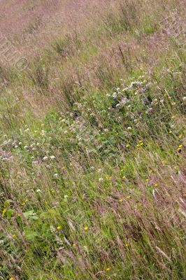 Wildflower meadow