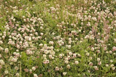 Wildflower meadow