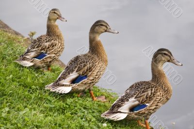 Ducks