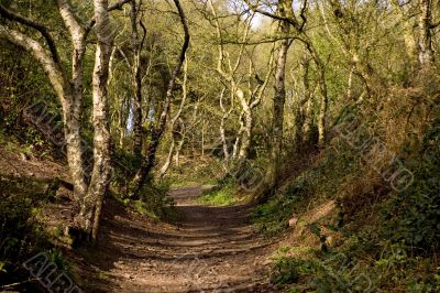 woodlands
