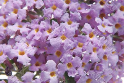 Buddleia